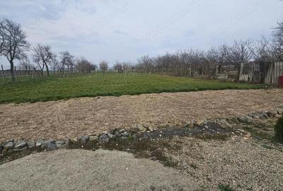 Casă cu Teren 1667 Mp în Alioș - 2