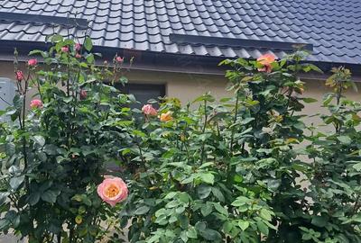 Casă cu 6 camere în Parța