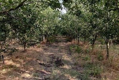 Casă cu 2 camere în Zimnicea - 5