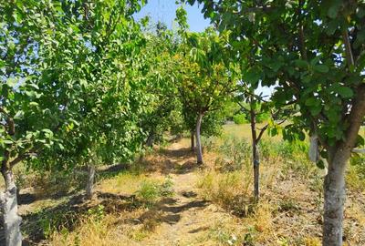 Casă cu 6 camere cu Teren 1596 Mp în Nerău - 4