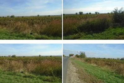 Teren extravilan Obrejita, ID: R2832813 - 5