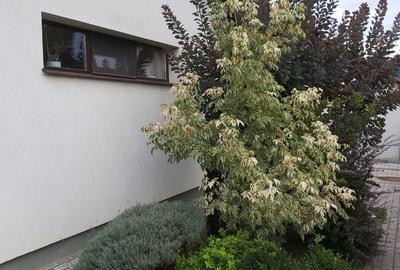 Casă cu 3 camere cu Canalizare în Central - 2