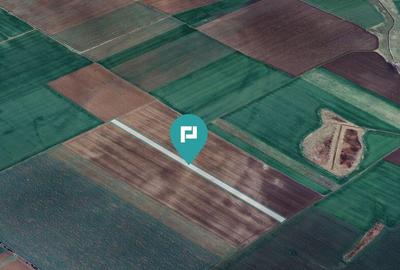 Teren 30.000 mp la drum asfaltat Peciu Nou - 2