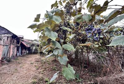 CASUTA DE VANZARE - TEREN 1000 MP - CONTESTI - 10