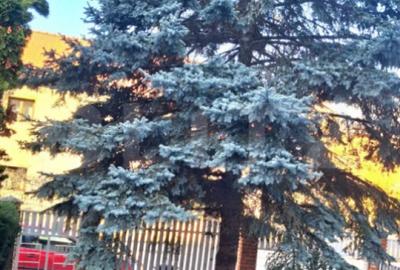 Casă cu 14 camere cu Teren 706 Mp în Soarelui - 14