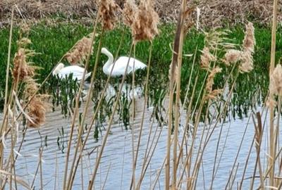 Teren superb direct la lac în București - 10