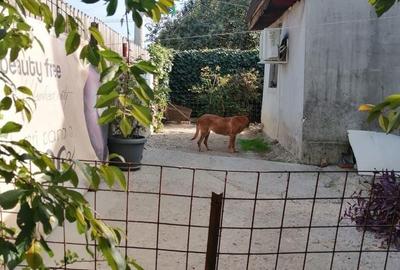 Casă cu 2 camere cu Teren 150 Mp în Tei - 7
