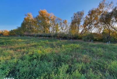Spațiu comercial, în Domnești - 7