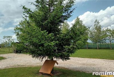 Film! Afacere la cheie -Camping amenajat, Rasnov - Glajerie, Brasov - 3