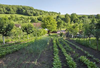 Casă în Mura Mare - 2