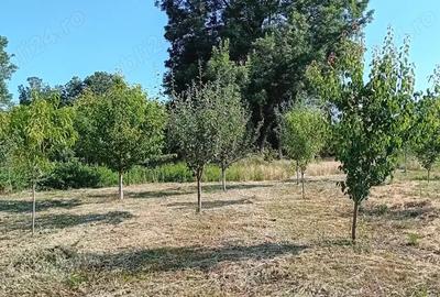 Vanzare proprietate - 3