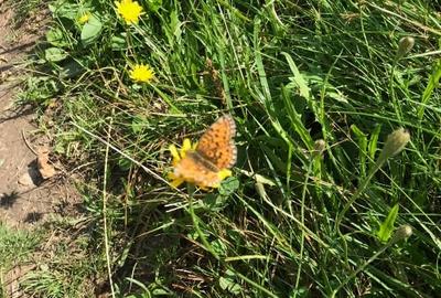 Teren vanzare Sandominic (Balan), Harghita - 9