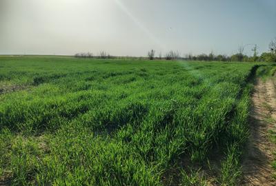 Teren intravilan de 1588 mp, în Cernica - 5