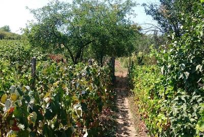 Casă cu Teren 2600 Mp în Roșiori de Vede