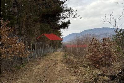 Teren de 15470 mp, în Prundu Bârgăului - 10