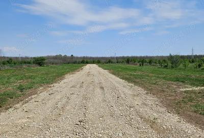 Teren de 490 mp, în Săbăreni - 4