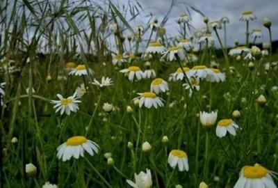 Proprietar - Vând teren la Siliștea Snagovului - pret negociabil - 4