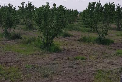 Teren de 20000 mp, în Almăj