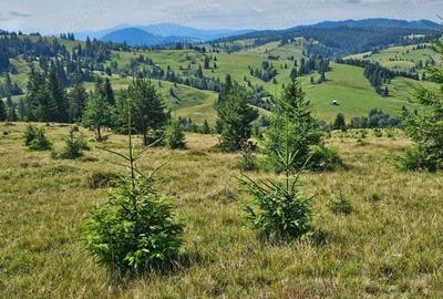 Proprietate de vanzare 92.554.mp ( 9.25 ha) in Bucovina zona Breaza - 7