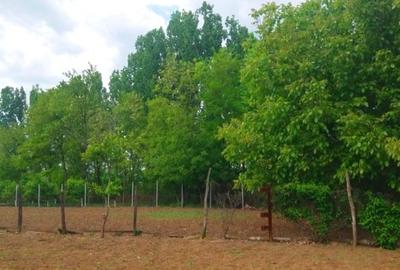 Lipia 10 minute Snagov - 4