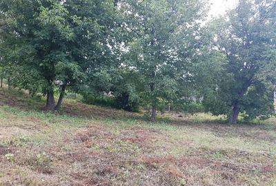 Parava, sat Dragusani, teren 4800mp, la asfalt - 12