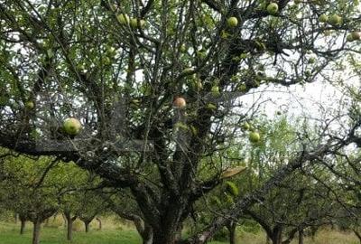 1.07 Ha in Slatinita - 3