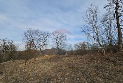 Teren Plaiu_Provita de Sus- intravilan 5373 mp_deschidere... - 9