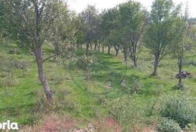 Teren de 10000 mp, în Livezile - 2