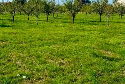 Casa si teren de vanzare (6000 mp) - 9