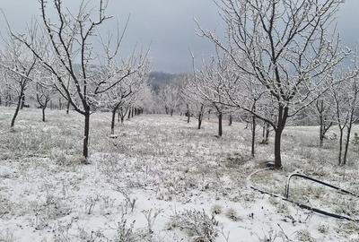 Teren de 5499 mp, în Poiana Tășad - 2