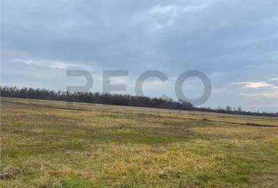 Teren de 720 mp, în Paleu - 5