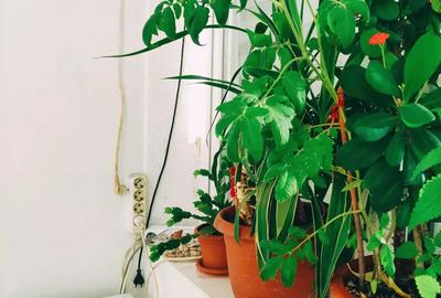 Aparatament 2 camere - 3