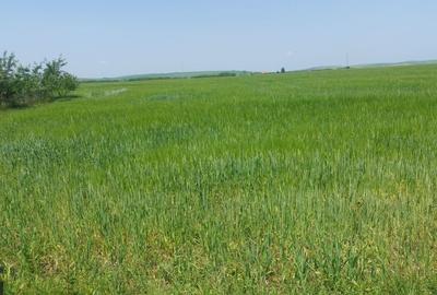 Teren de 20000 mp, în Exterior Vest