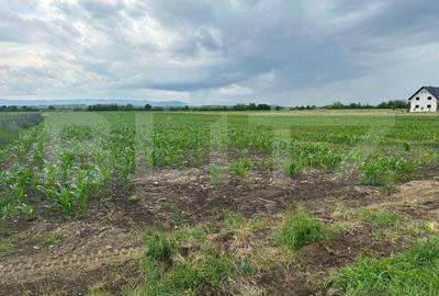 Teren intravilan ,4900 mp , 25ml front, Fratautii Vechi, Radauti - 7