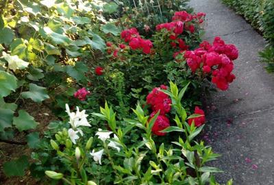 Casă cu 3 camere cu Teren 2850 Mp în Băiculești - 5