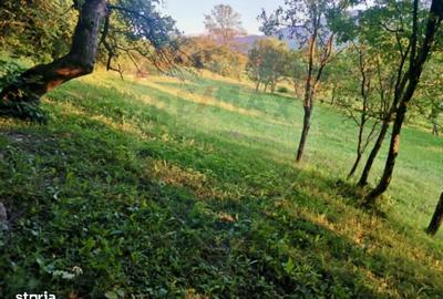 Teren de 6900 mp, în Ocna Șugatag - 6