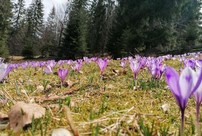 Inima Transilvaniei Inima Transilvaniei - 5