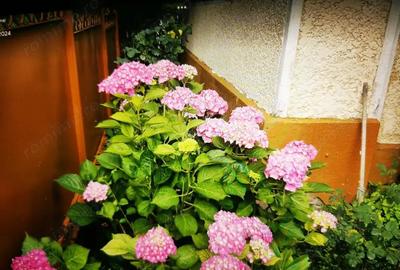 De vanzare casa in Buzad- 709 De vanzare casa in Buzad- 709 - 16