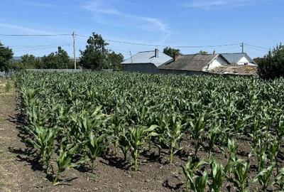 Teren agricol intravilan de 1000 mp, în Lunca Banului - 4