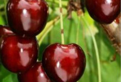 Spațiu comercial, în Central - 2