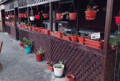 Vanzare vila Costinesti - 6