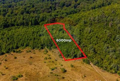 Teren de 6000 mp, în Crizbav - 6