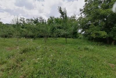 Curte 3025mp , Bughea de Jos, 5 min Valeni PH - 16