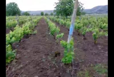 Teren de 2700 mp, în Fântânele - 7