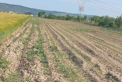 Teren de 5676 mp, în Oșorhei - 2