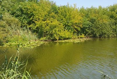 Teren intravilan Silistea Snagovului, Gruiu, Lac Snagov - 2