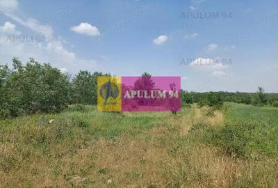 Teren de 12620 mp, în Săbăreni - 2