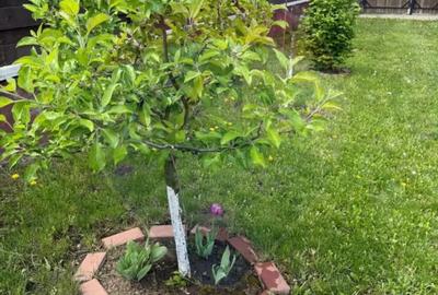 Teren de 600 mp, în Hărman - 5