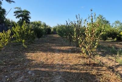 Casă de vânzare în comuna Făcăeni, județul Ialomița – teren 2600 mp, casă nouă, - 3