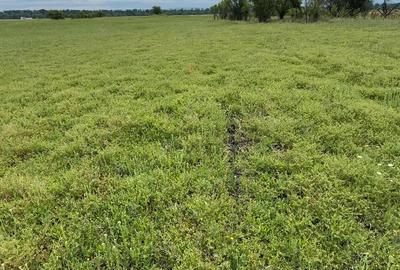Teren de 1500 mp, în Hotărani - 5